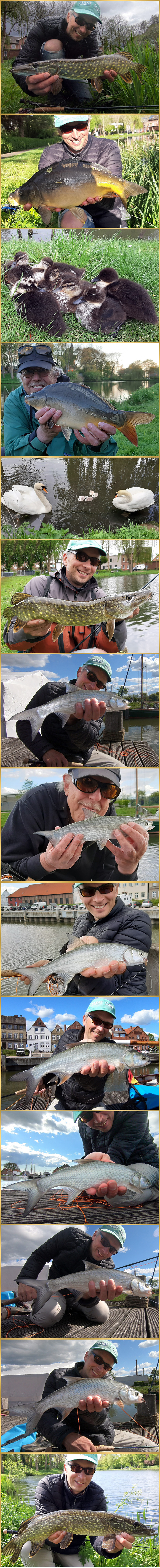 flyfishing asp pike carp